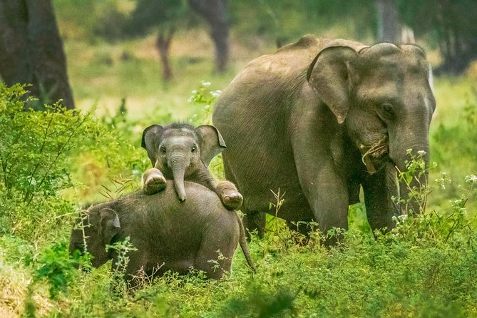 Yala Safari Tour